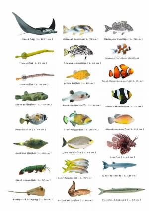 Раскраска аквариумные рыбки с названиями для детей #15 #196656