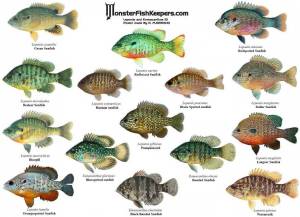Раскраска аквариумные рыбки с названиями для детей #21 #196662