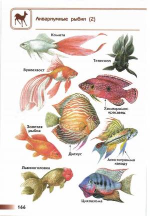 Раскраска аквариумные рыбки с названиями для детей #23 #196664