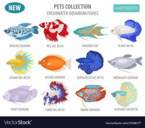 Раскраска аквариумные рыбки с названиями для детей #24 #196665