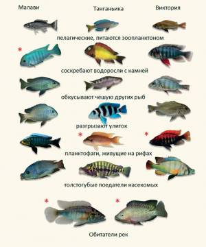 Раскраска аквариумные рыбки с названиями для детей #27 #196668