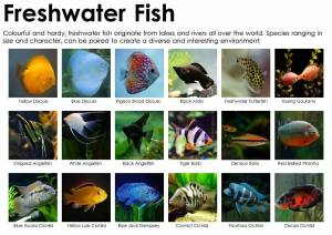 Раскраска аквариумные рыбки с названиями для детей #29 #196670