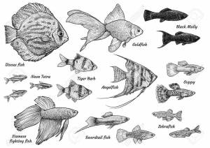 Раскраска аквариумные рыбки с названиями для детей #35 #196676