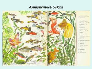 Раскраска аквариумные рыбки с названиями для детей #37 #196678
