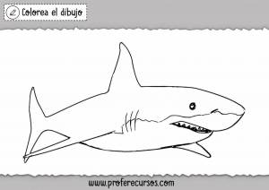 Раскраска акула для детей 4 5 лет #10 #197034