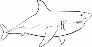 Раскраска акула для детей 4 5 лет #17 #197041