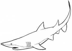 Раскраска акула для детей 4 5 лет #29 #197053