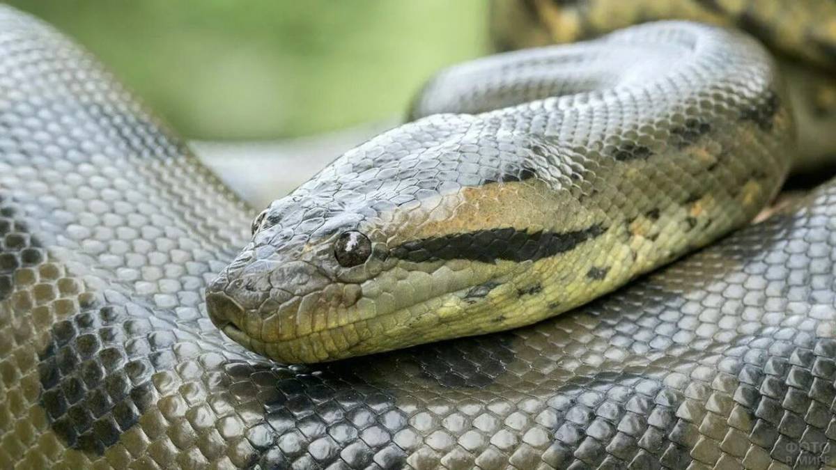 Картинки анаконды. Анаконда змея. Анаконда eunectes murinus. Змея зеленая Анаконда. Гигантская зеленая Анаконда.