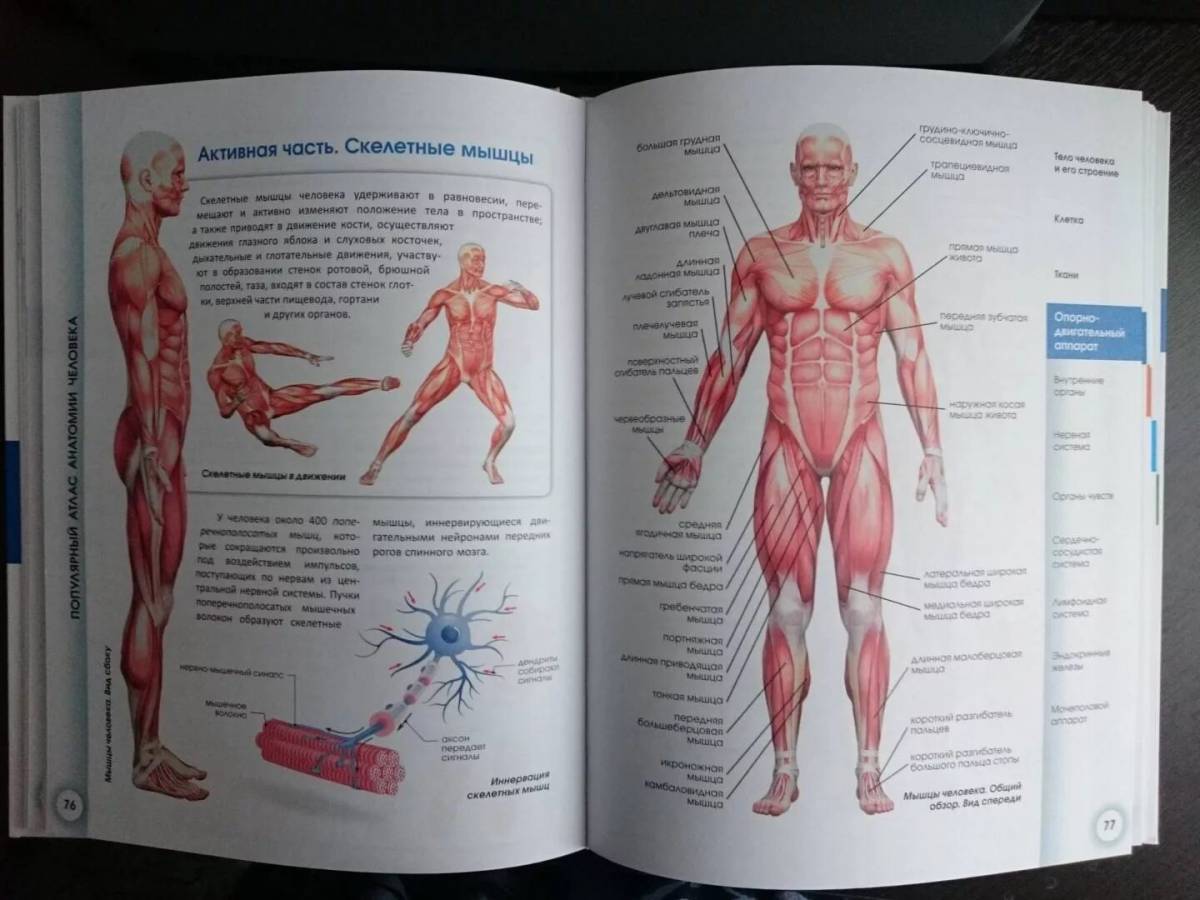 Мышечная система человека большой анатомический атлас
