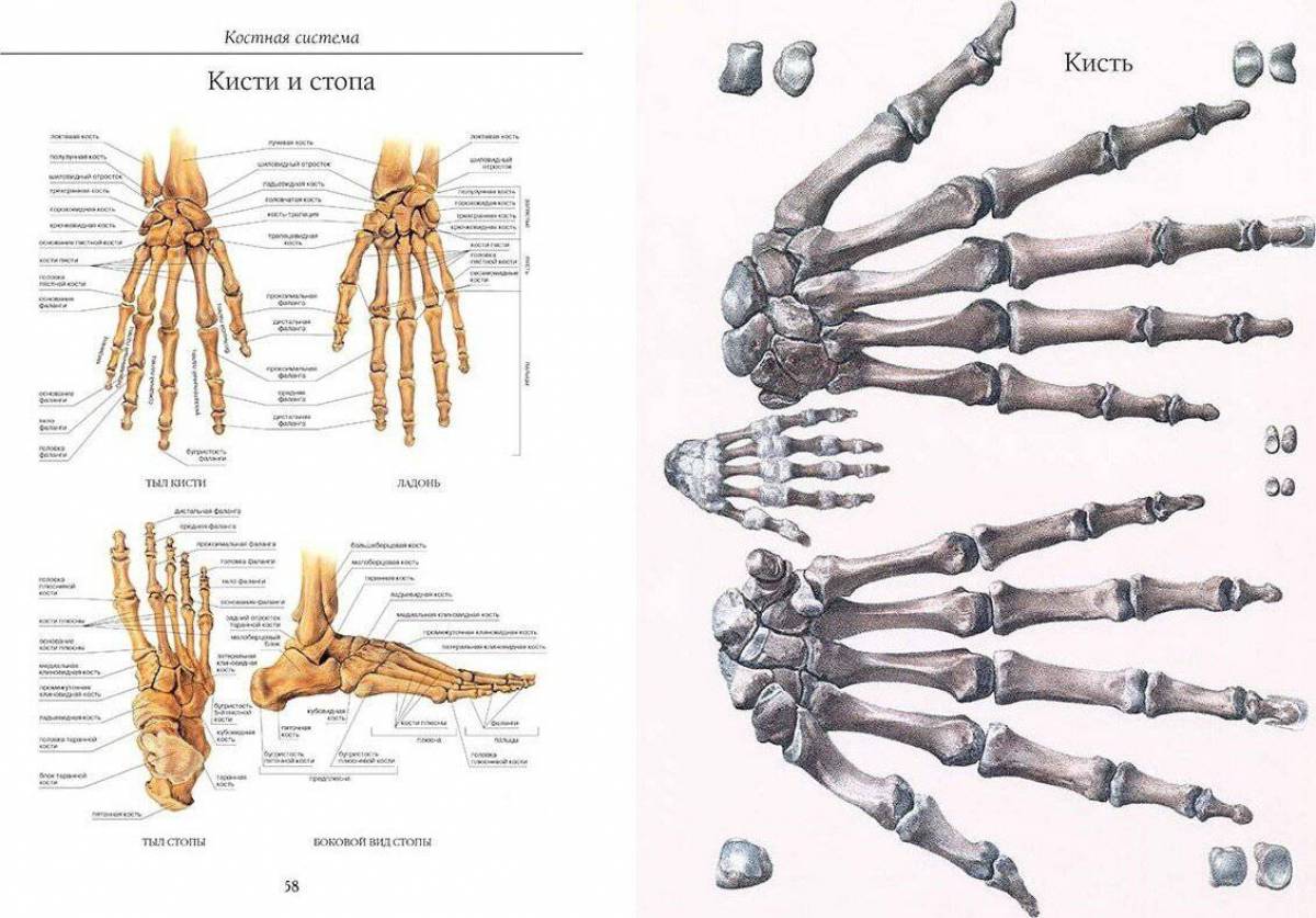 Анатомический атлас картинки