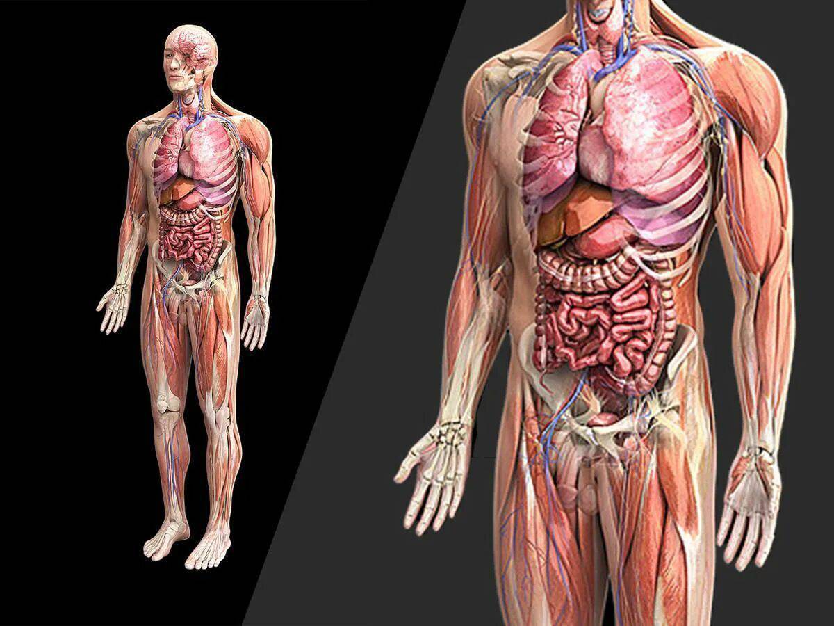 Анатомия человека. Анатомия тела. Тема строение человека.