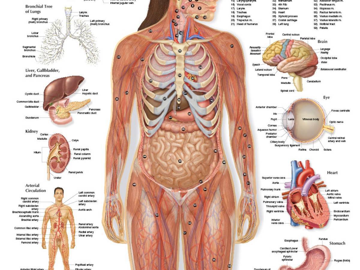 Анатомия человека внутренние органы в картинках женские на русском