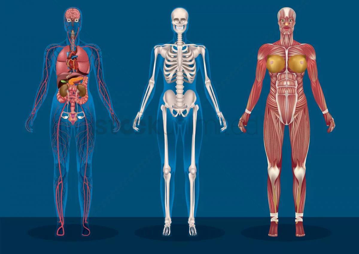 Программа анатомии человека. Анатомия человека. Тело человека. Тело человека анатомия. Туловище человека анатомия.