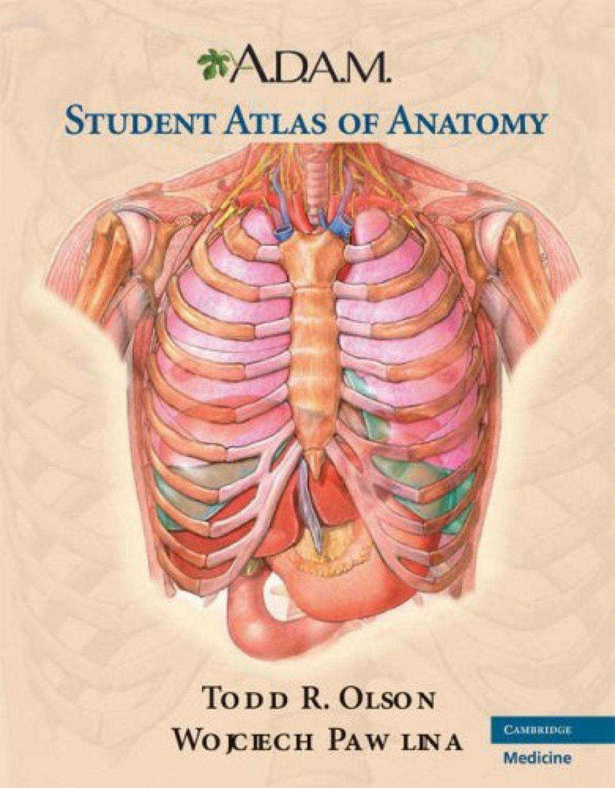 Анатомия атлас #10