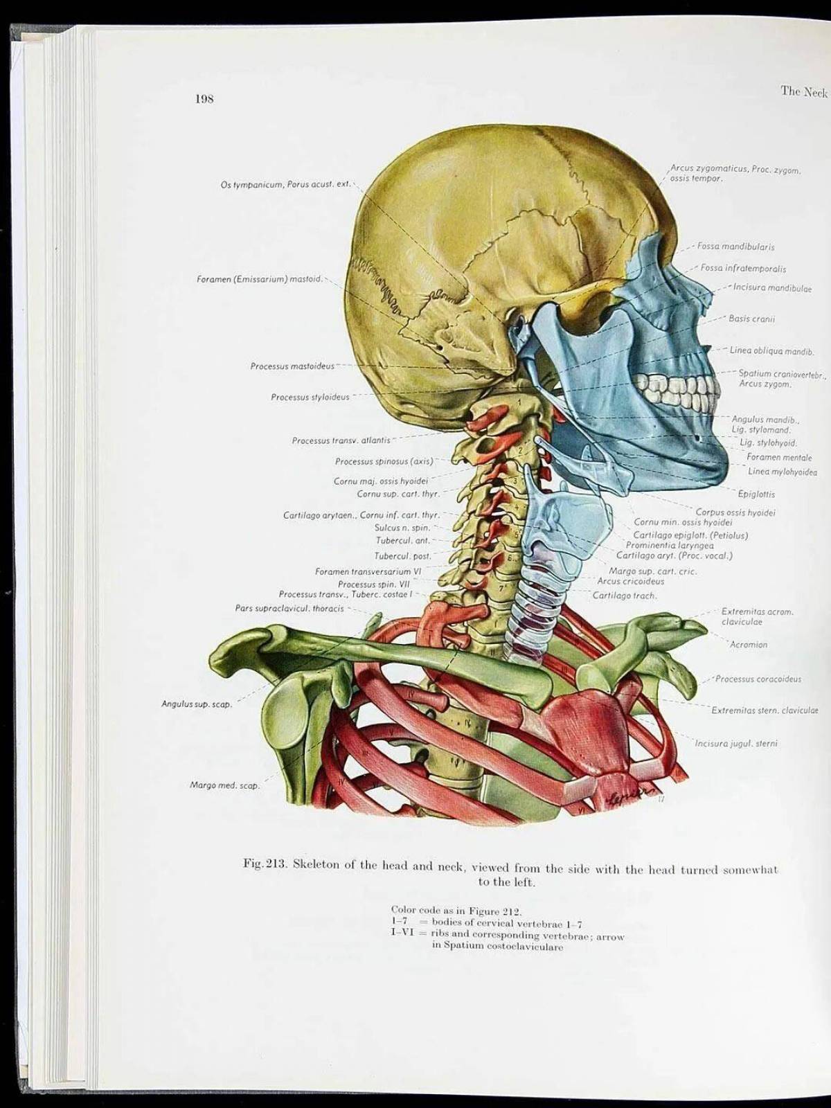 Анатомия атлас #26