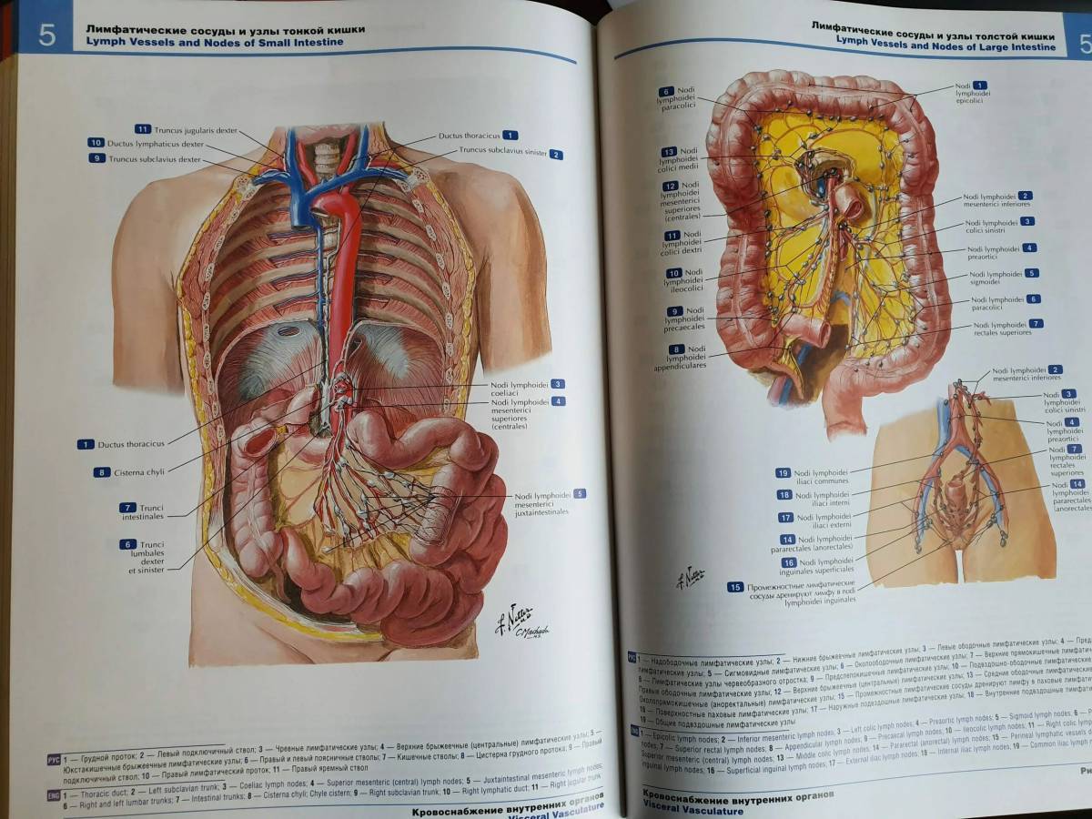 Анатомия атлас #35