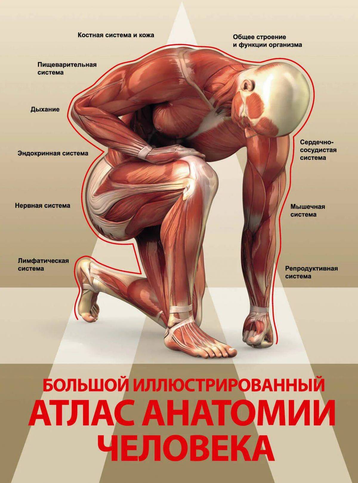 Анатомия атлас #38
