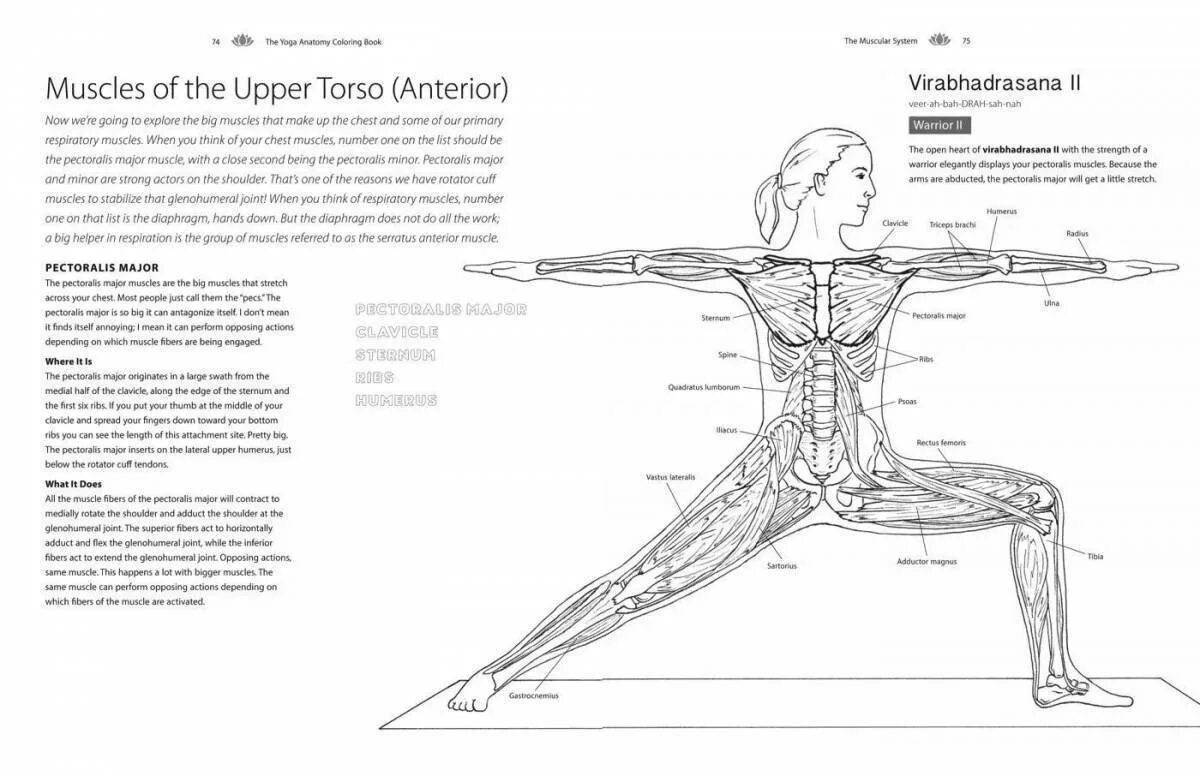 Анатомия йоги атлас #4