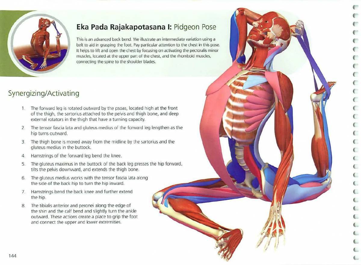Анатомия йоги атлас #13