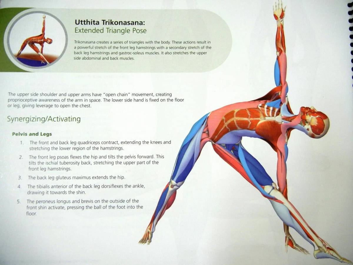 Анатомия йоги атлас #15