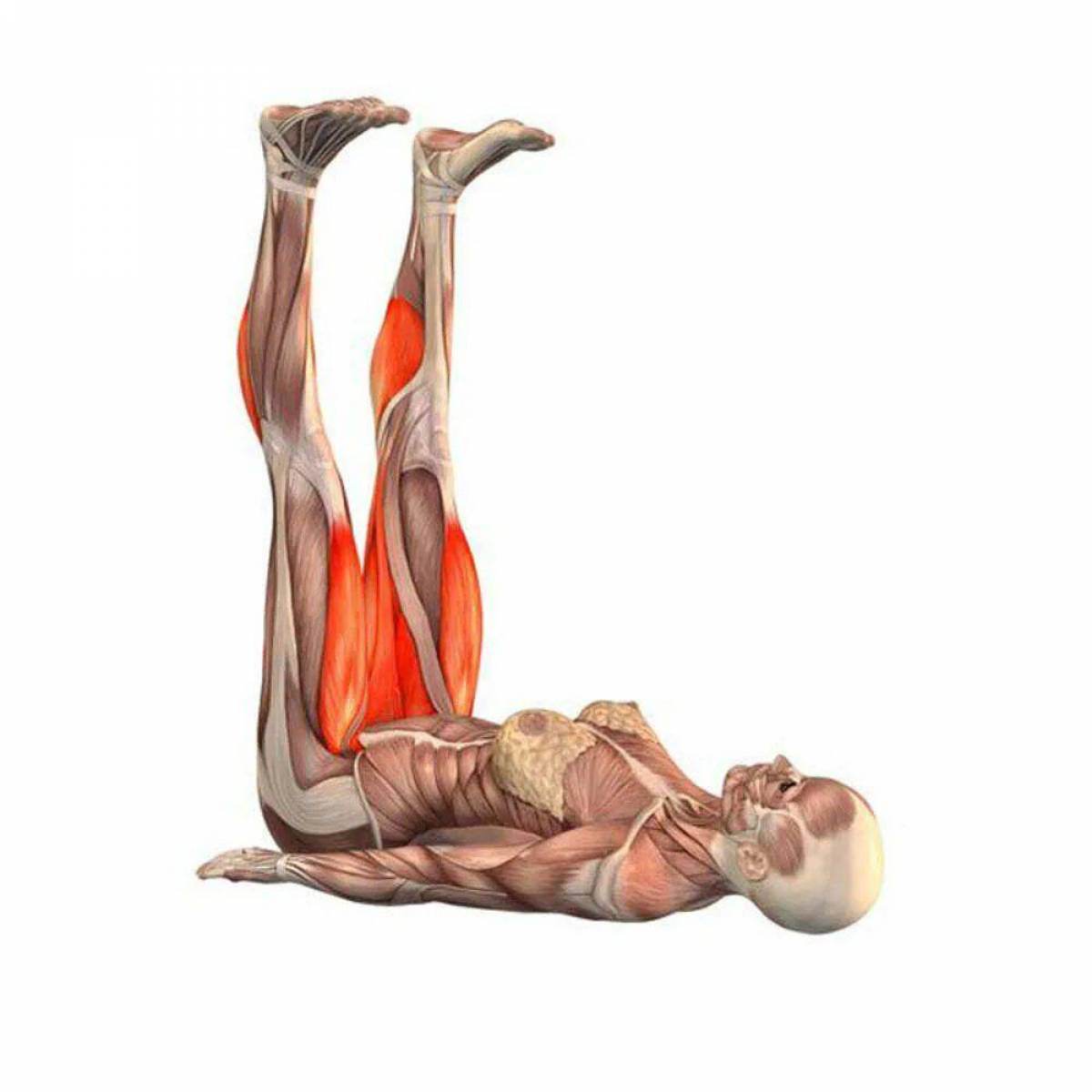Анатомия йоги атлас #19