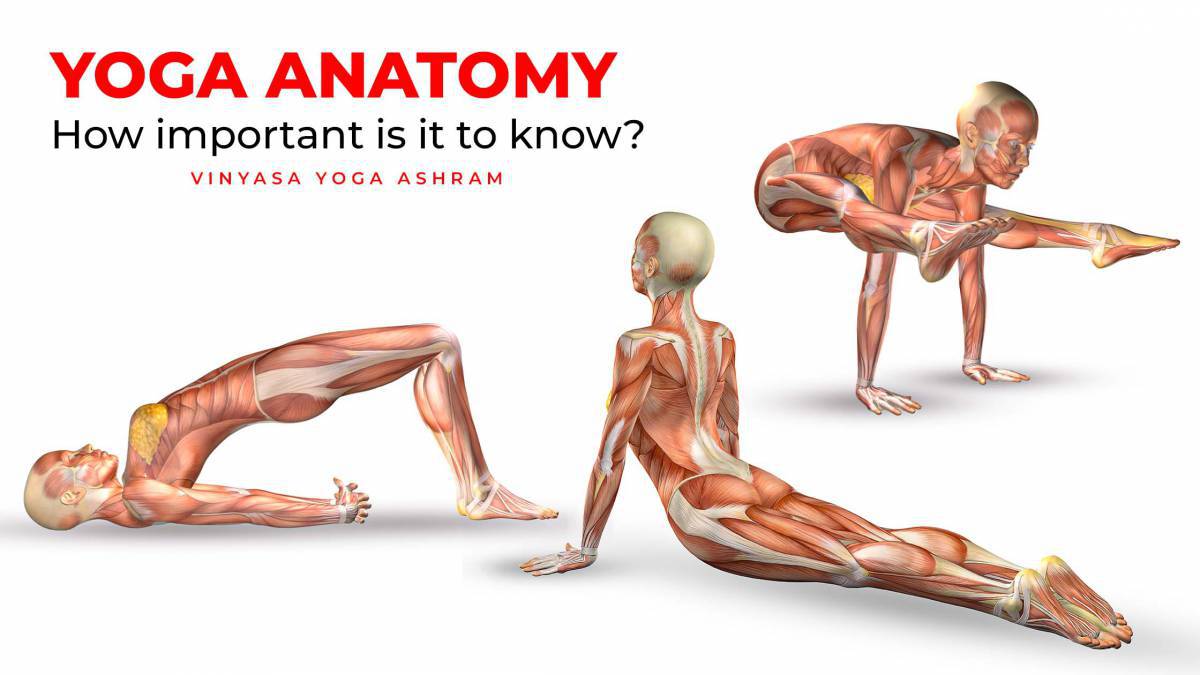 Анатомия йоги атлас #21
