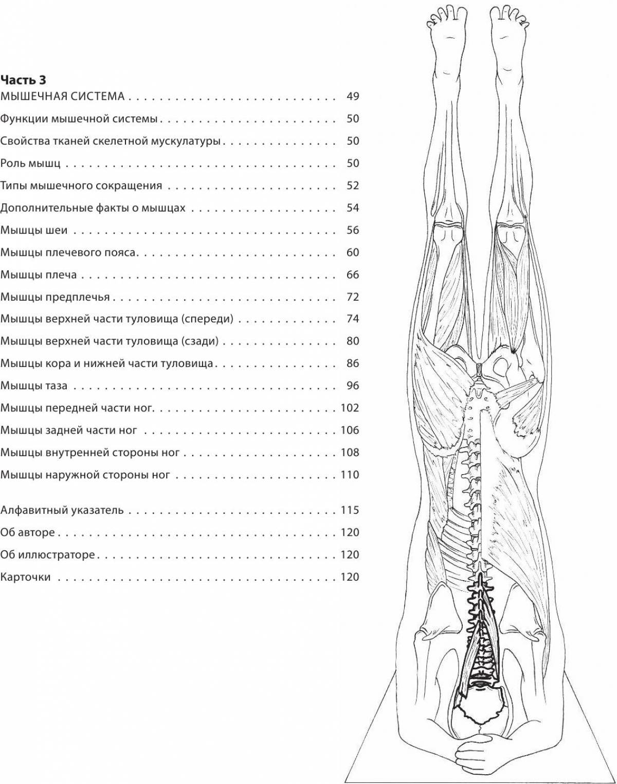 Анатомия йоги атлас #36