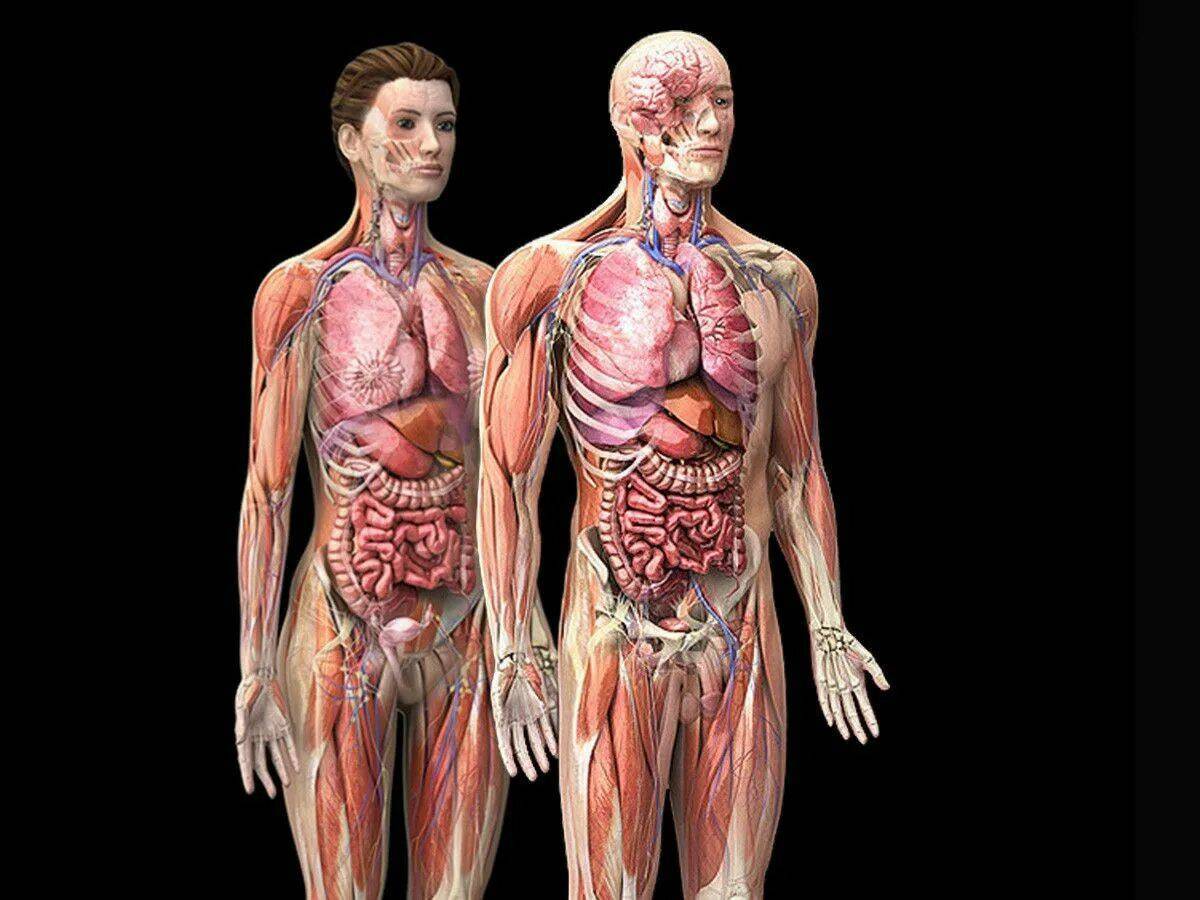 Анатомия человека #3