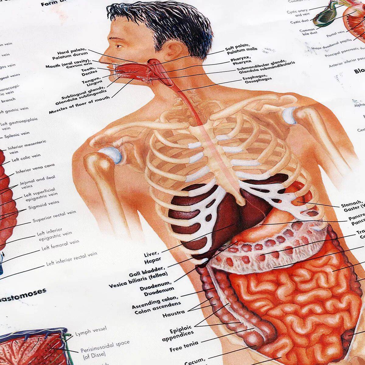 Анатомия картинки. Анатомические плакаты. Плакат тело человека анатомия.