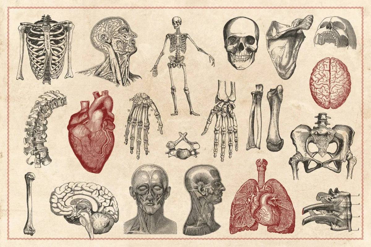 Анатомия человека #11