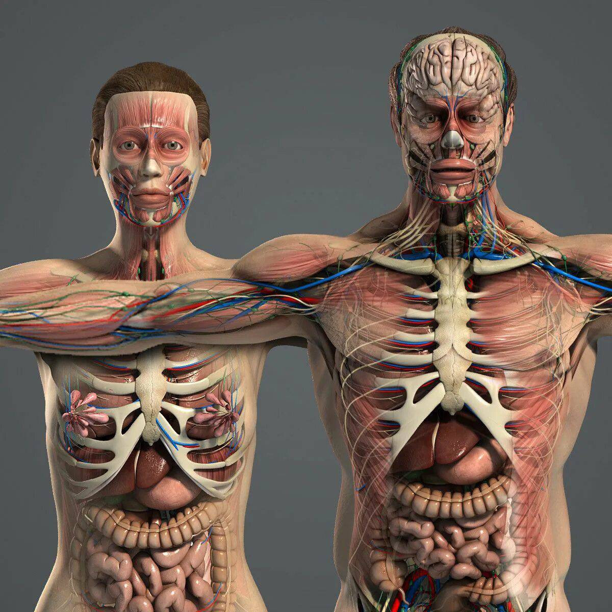 Анатомия человека #12