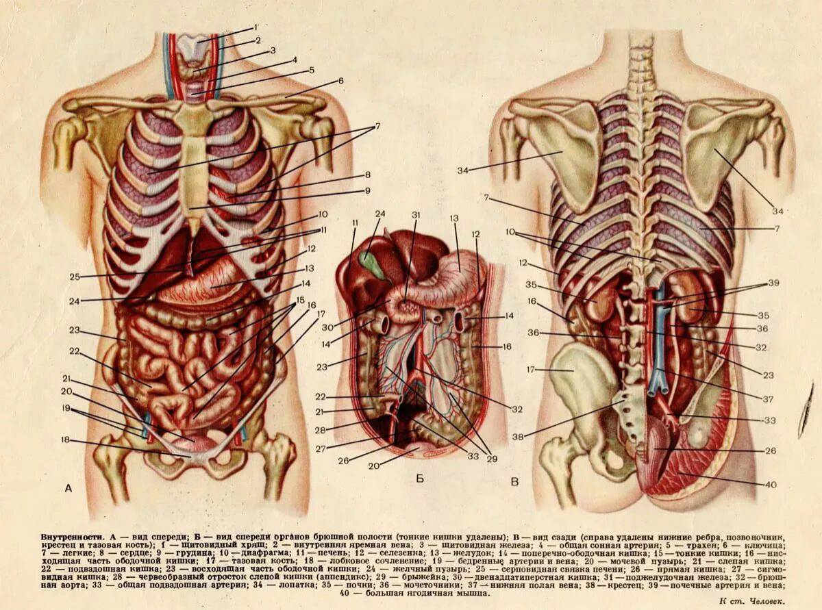 Анатомия человека #19