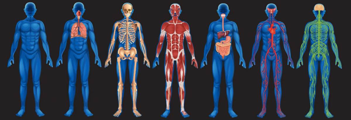 Анатомия человека #20