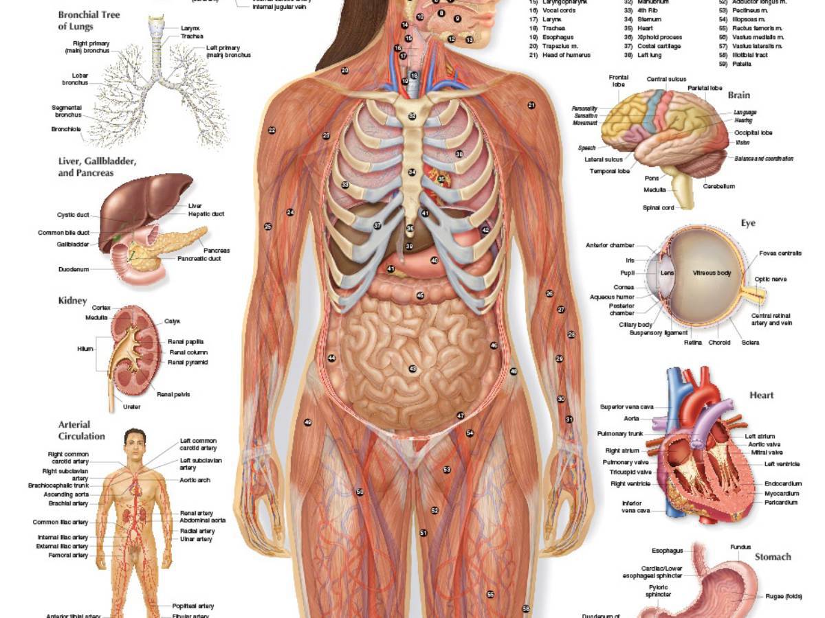 Анатомия человека #28