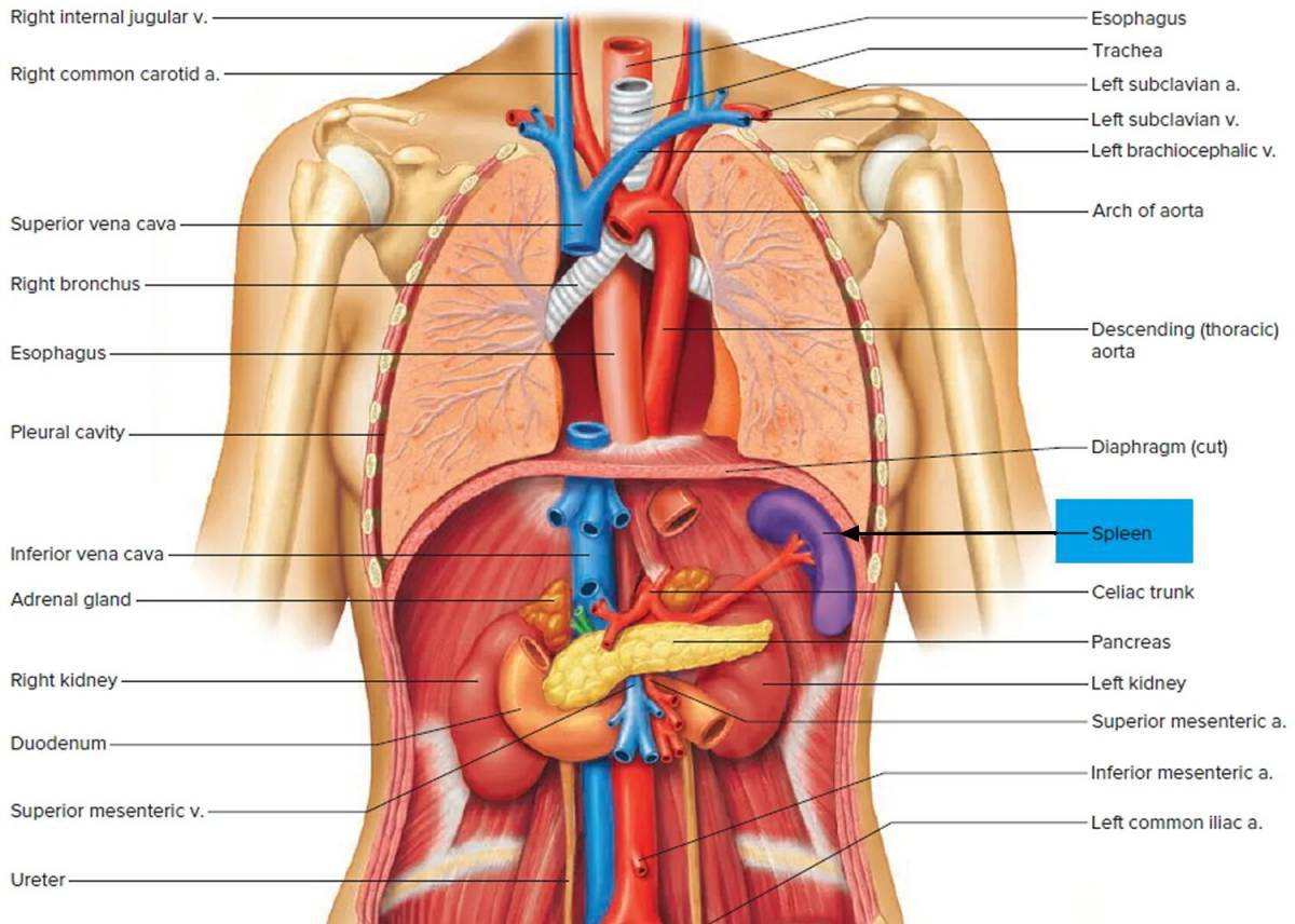 Анатомия человека #29