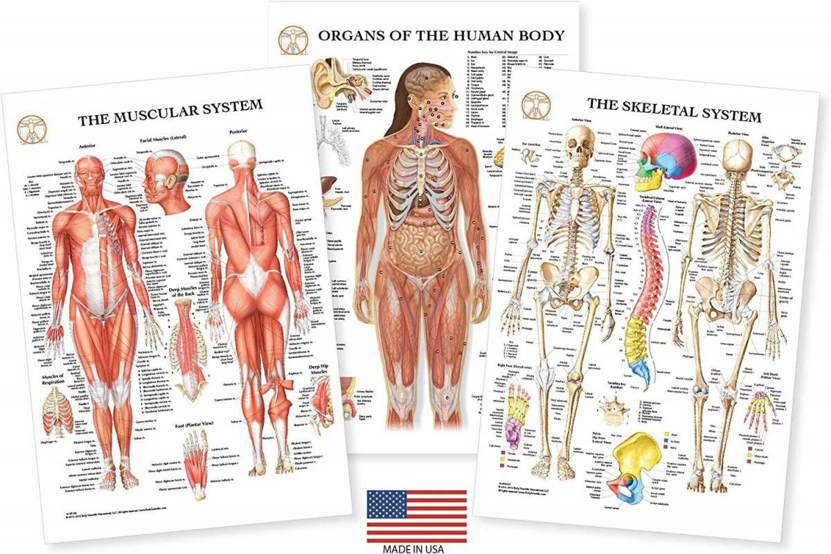 Анатомия человека #30