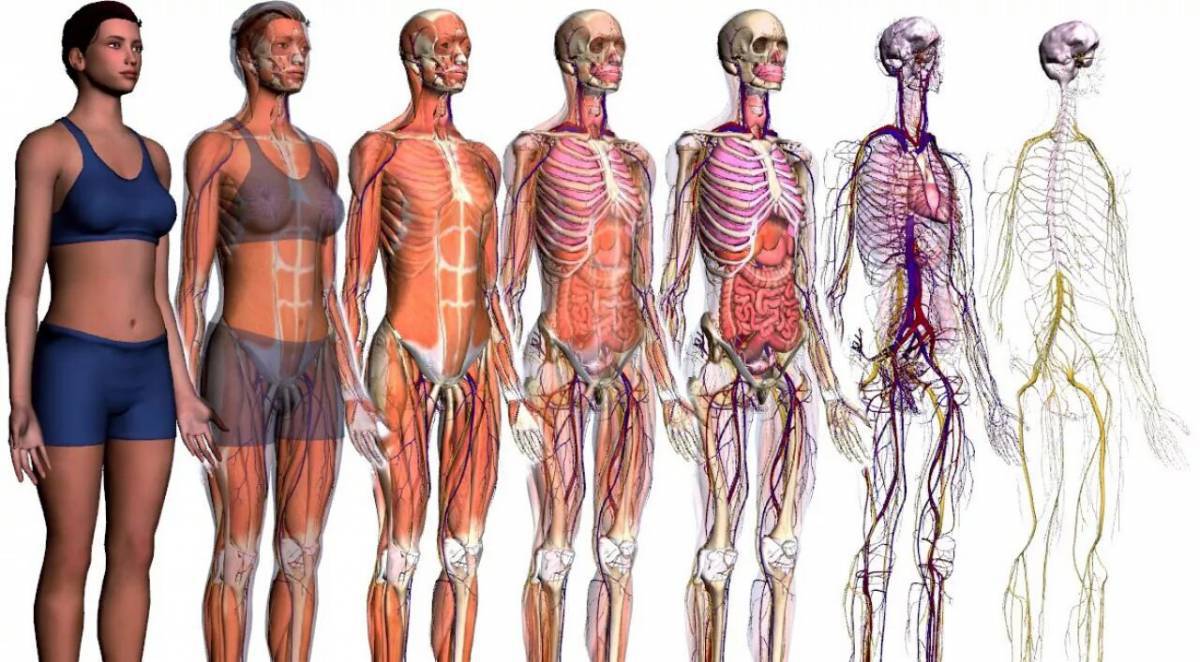 Анатомия человека #36