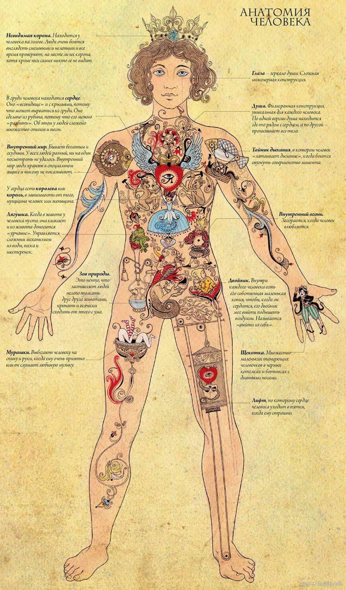 Анатомия человека #37