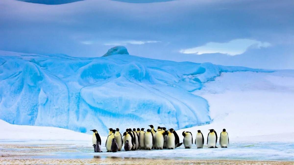 Антарктида для детей #8