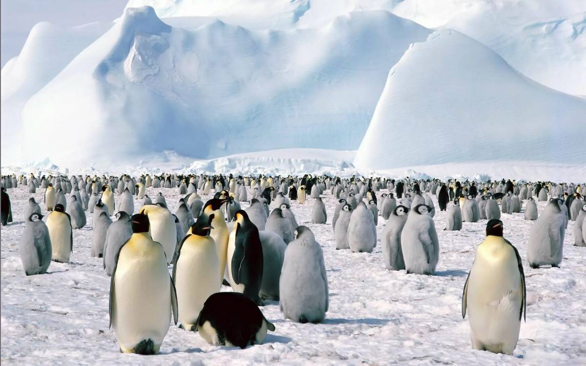 Антарктида для детей #9