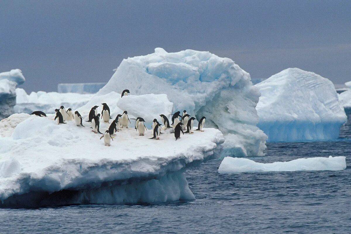 Антарктида для детей #19