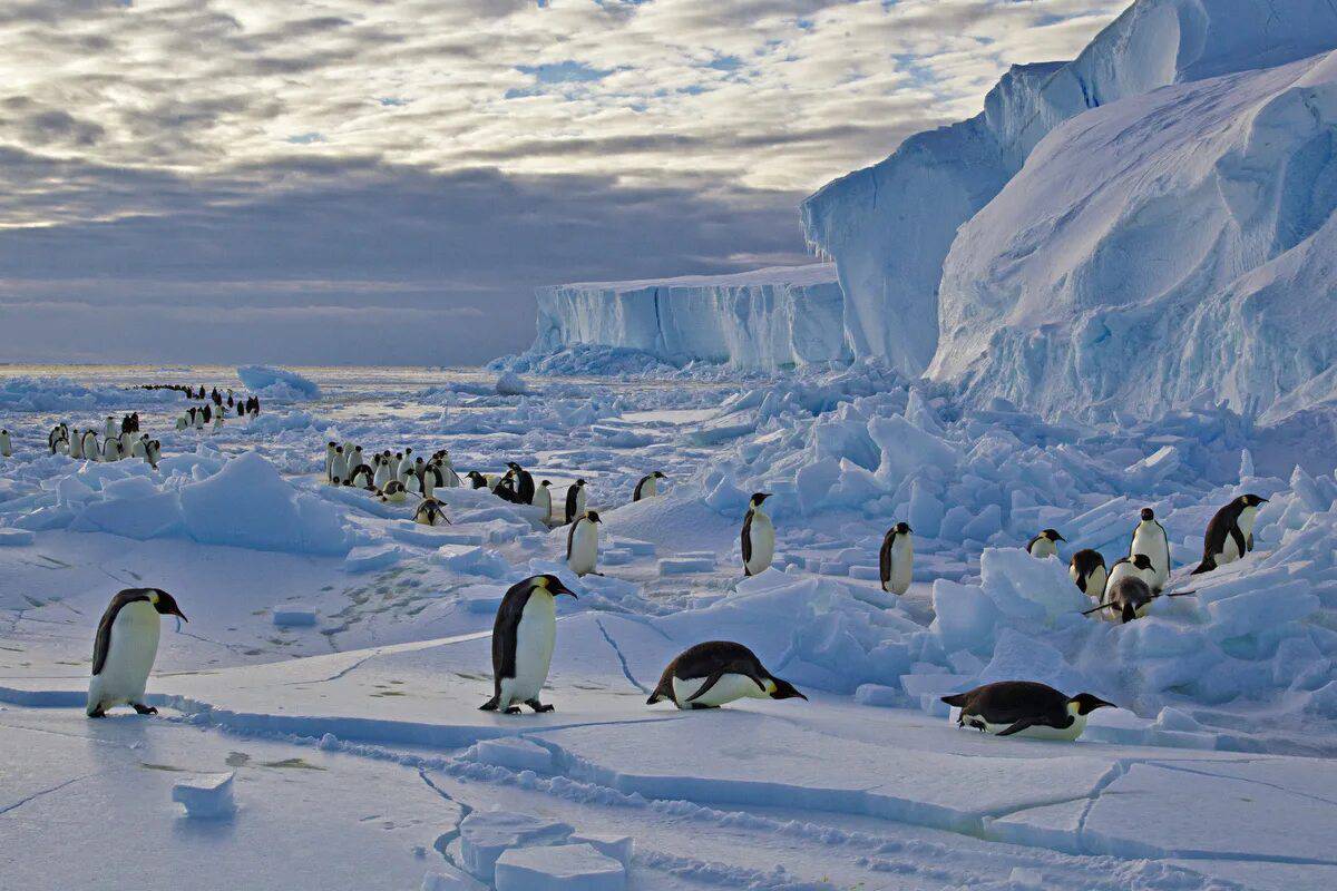 Антарктида для детей #27