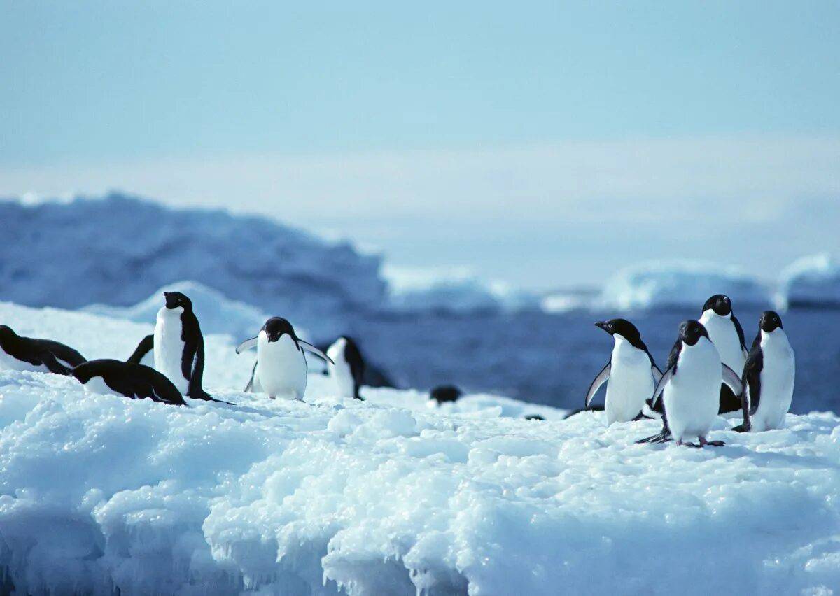 Антарктида для детей #28