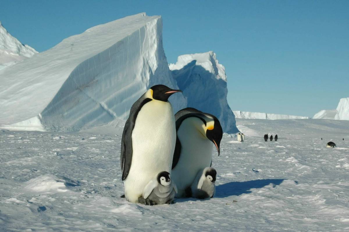 Антарктида для детей #31