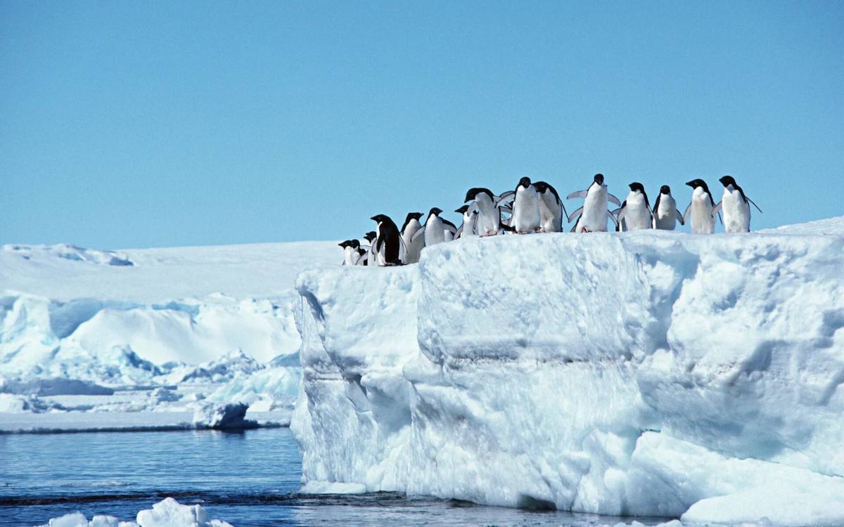 Антарктида для детей 6 7 #30