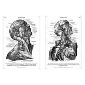 Раскраска анатомический атлас #10 #200449