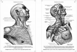 Раскраска анатомический атлас #15 #200454