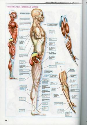 Раскраска анатомический атлас #23 #200462