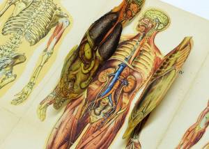 Раскраска анатомия атлас #5 #200483