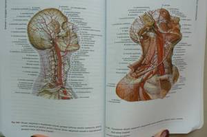 Раскраска анатомия атлас #9 #200487